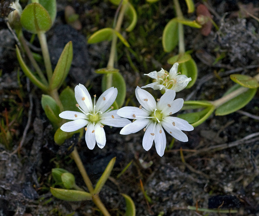 Image of Stellaria humifusa specimen.