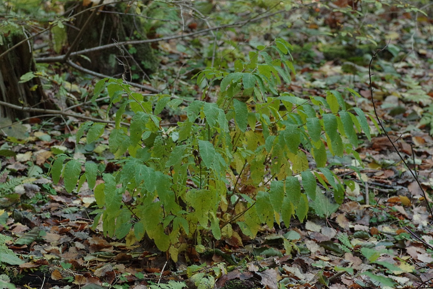 Image of Lonicera nigra specimen.