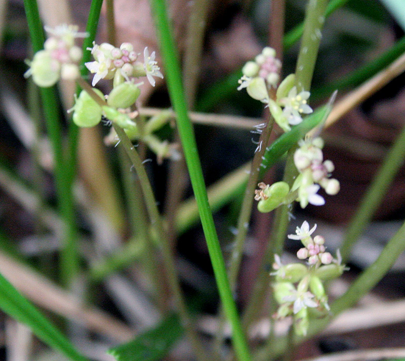 Image of Hydrocotyle vulgaris specimen.