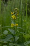 Lysimachia vulgaris