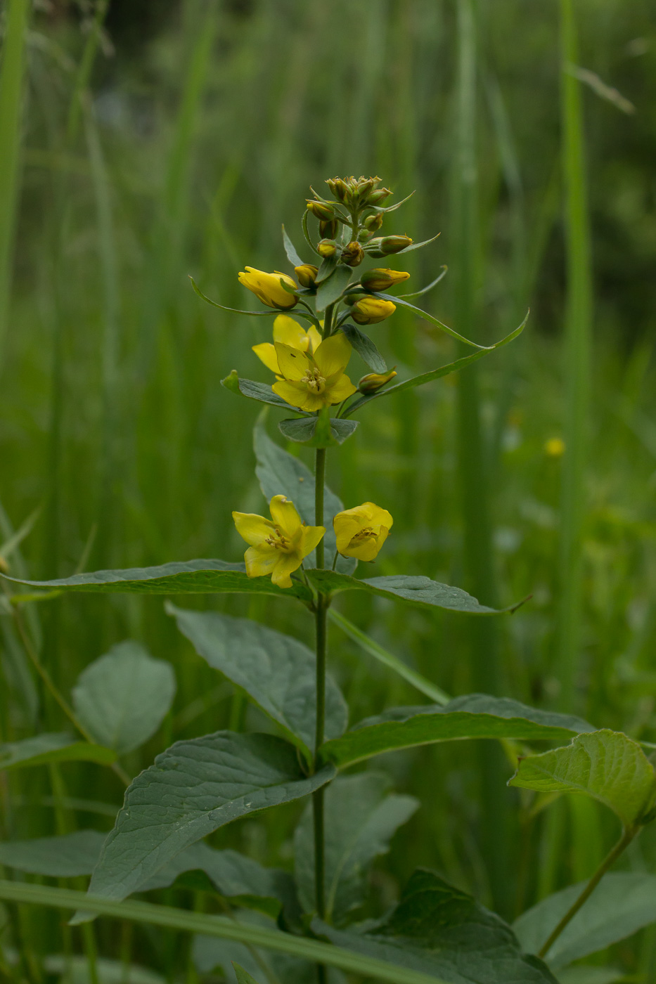 Image of Lysimachia vulgaris specimen.