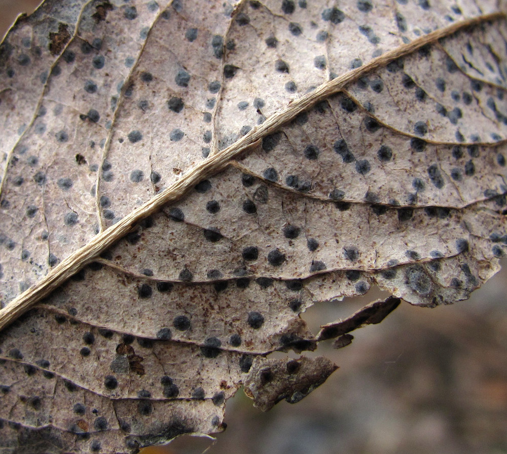 Image of Salix myrsinifolia specimen.