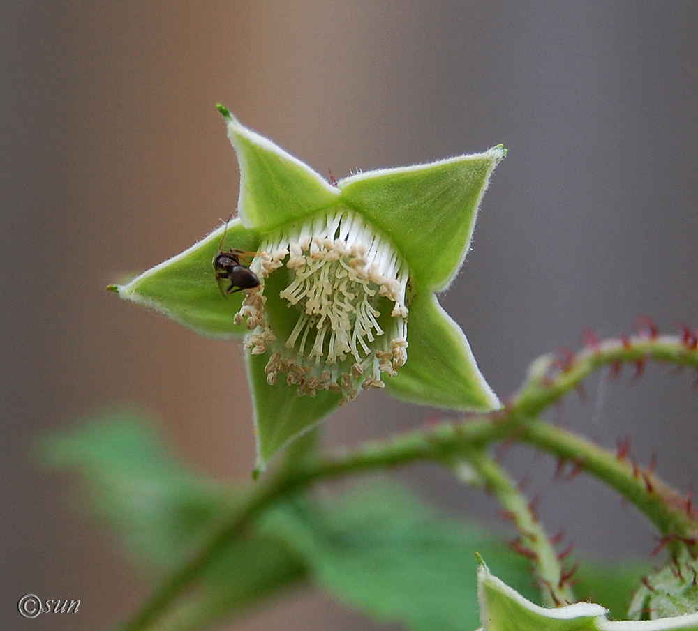 Image of Rubus idaeus specimen.