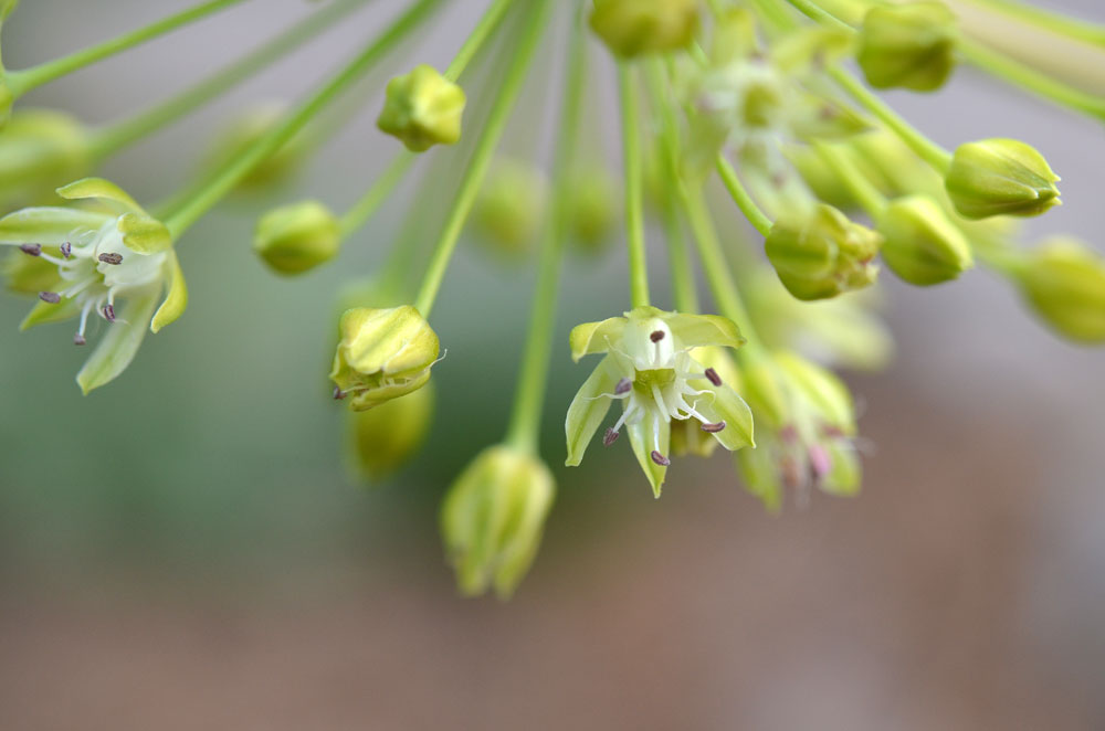 Image of Allium valentinae specimen.