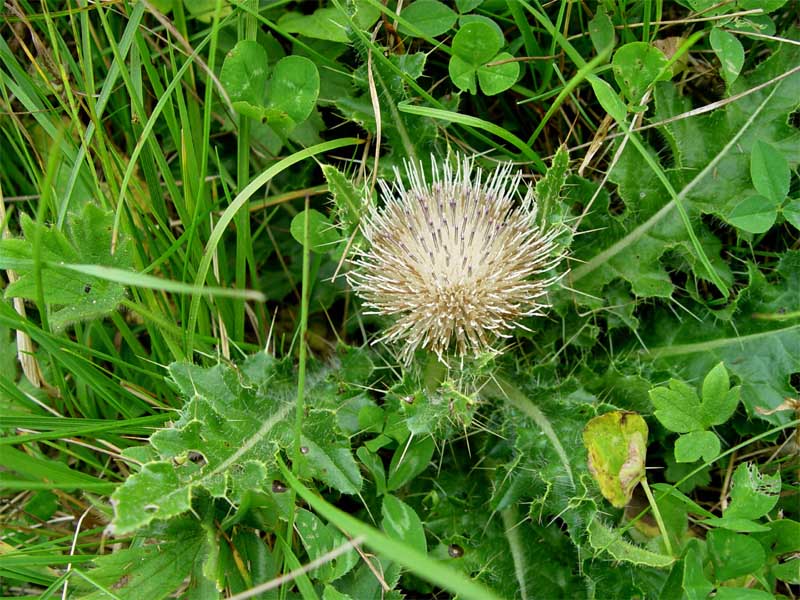 Изображение особи Cirsium rhizocephalum.