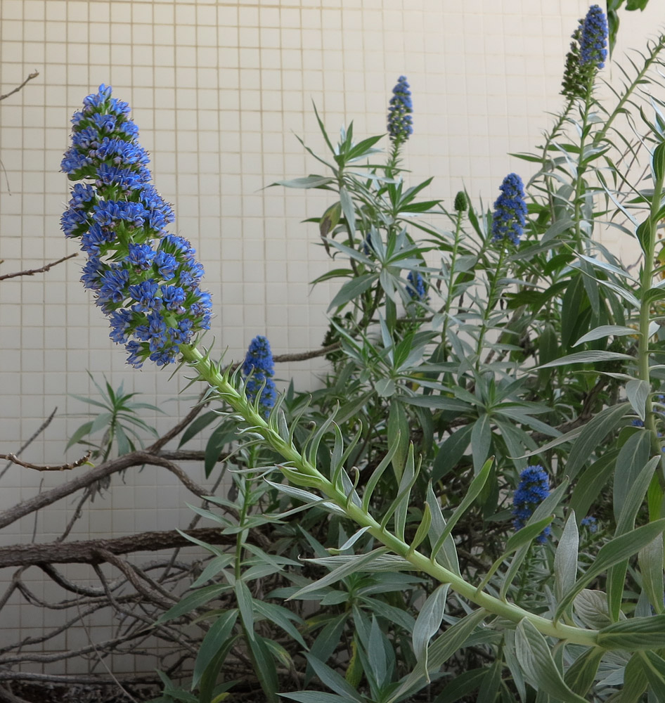 Image of Echium acanthocarpum specimen.