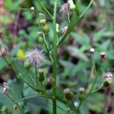 Conyza canadensis