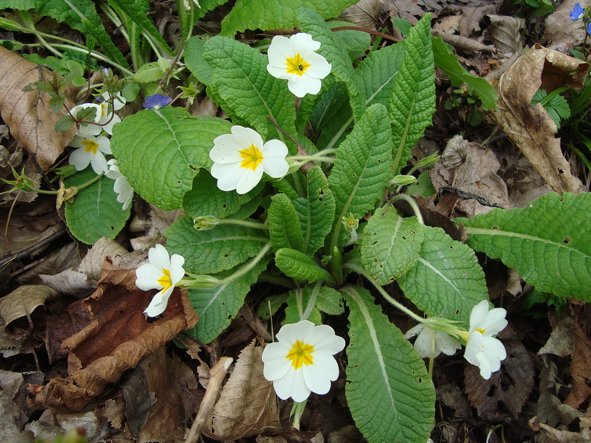 Изображение особи Primula vulgaris.