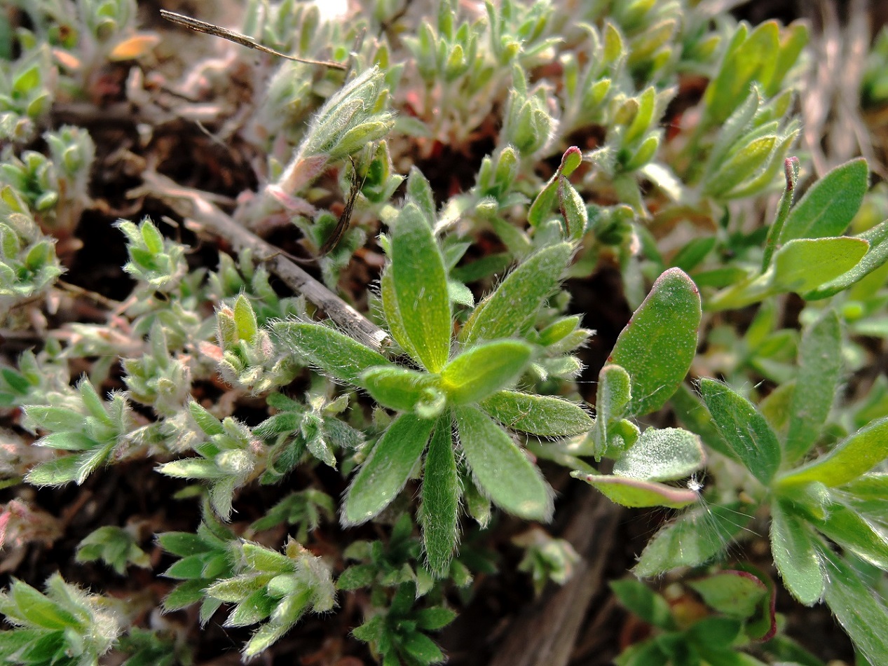 Image of Bassia scoparia specimen.