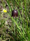 Смотреть изображение Fritillaria meleagroides
