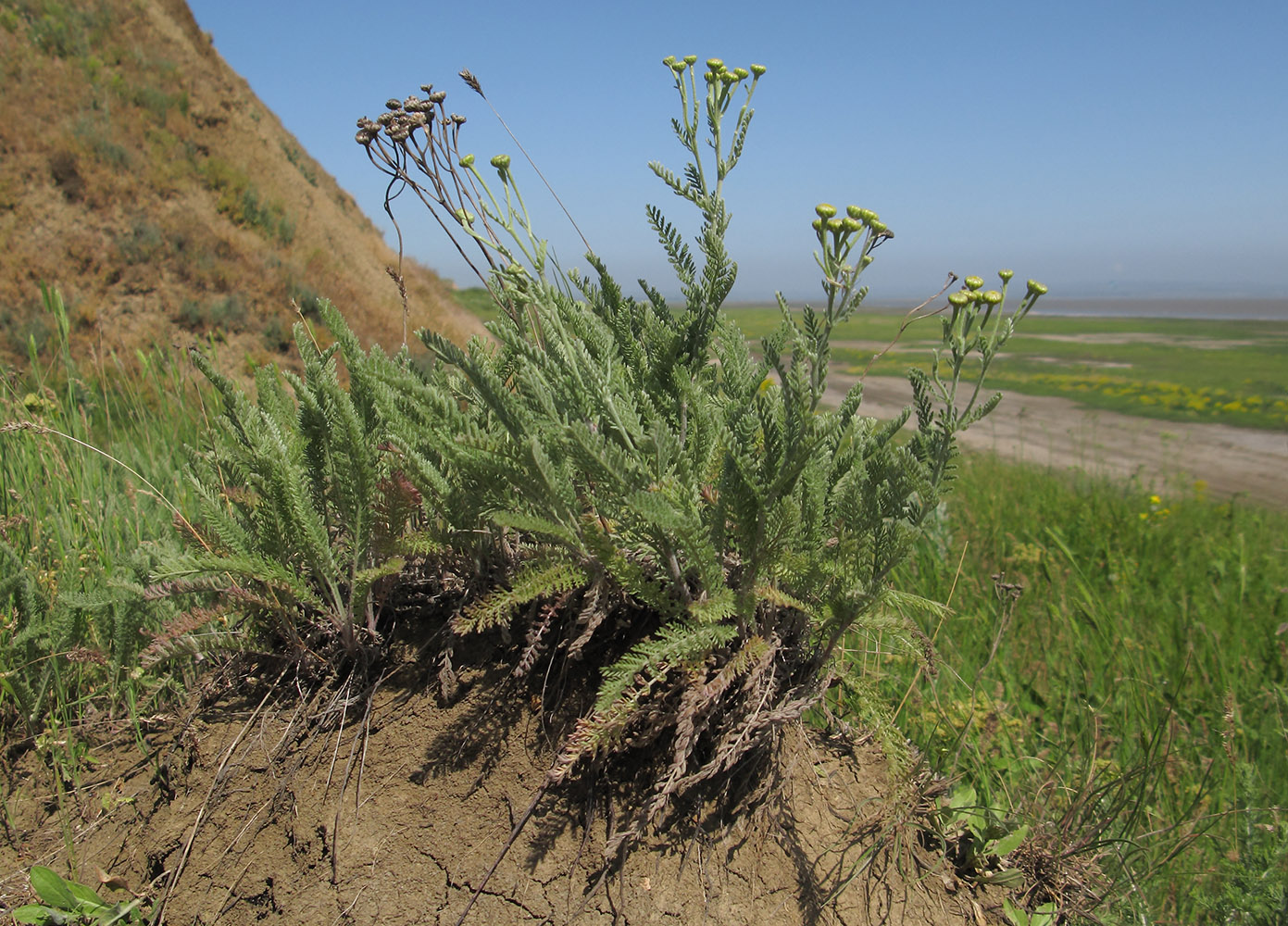 Image of Tanacetum achilleifolium specimen.