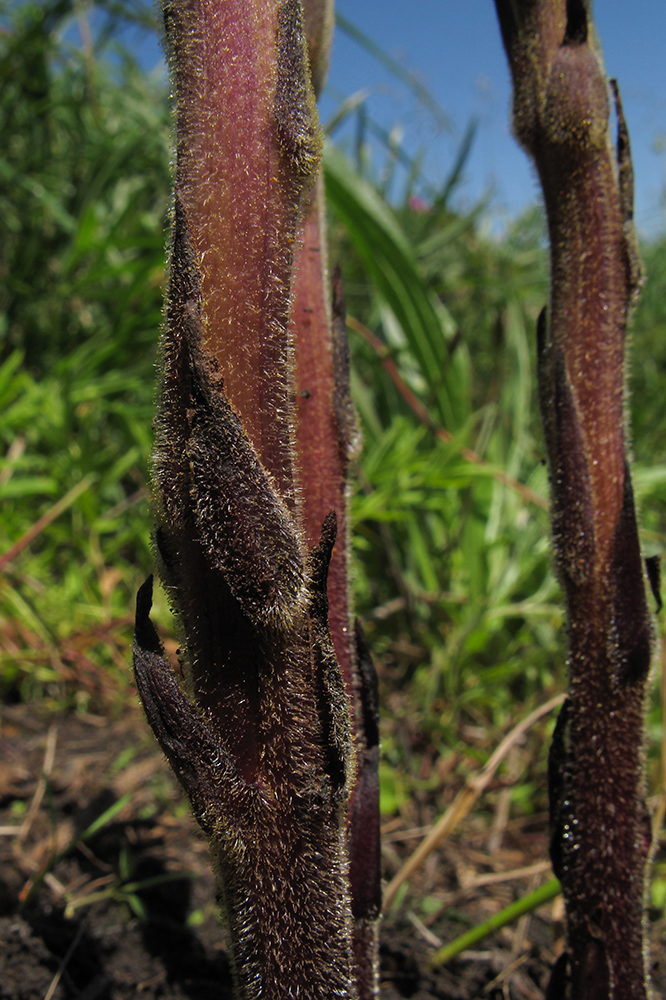 Image of genus Orobanche specimen.