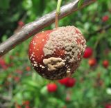 Cerasus vulgaris. Плод, поражённый грибами. Краснодарский край, Абинский р-н, во дворе дома. 29.05.2016.