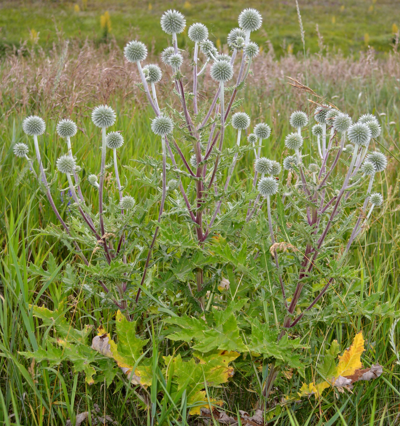 Изображение особи Echinops sphaerocephalus.