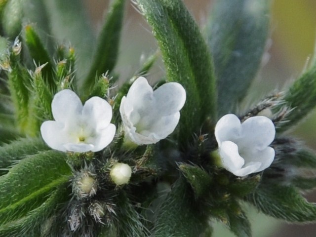 Изображение особи Buglossoides arvensis.