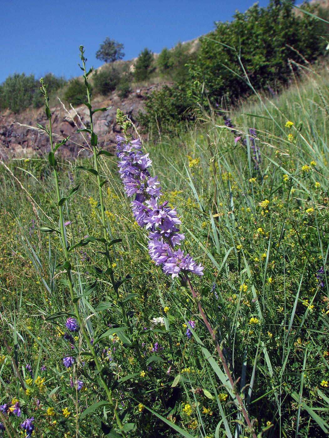 Image of Campanula bononiensis specimen.