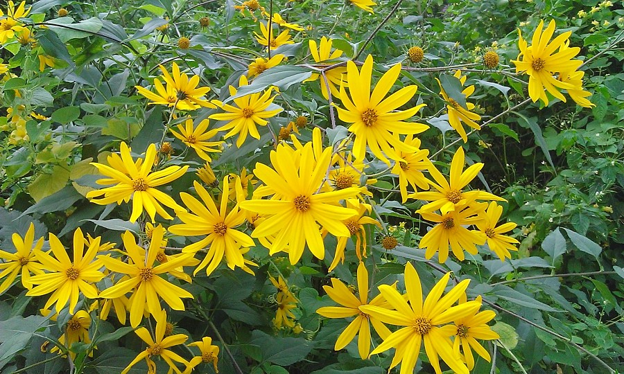 Изображение особи Helianthus tuberosus.