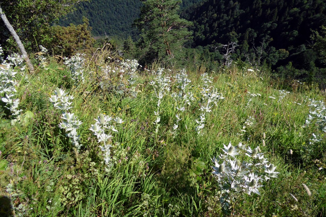 Image of Eryngium giganteum specimen.