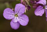 Lunaria annua. Цветок с каплей дождя. Греция, Пелопоннес, Мессения, окр. Кало Неро, обочина автодороги. 29.03.2015.