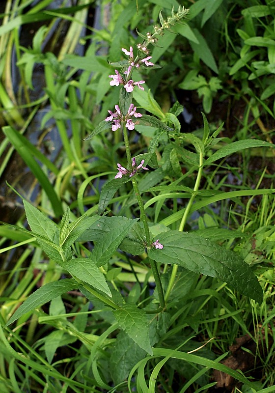 Image of Stachys palustris specimen.