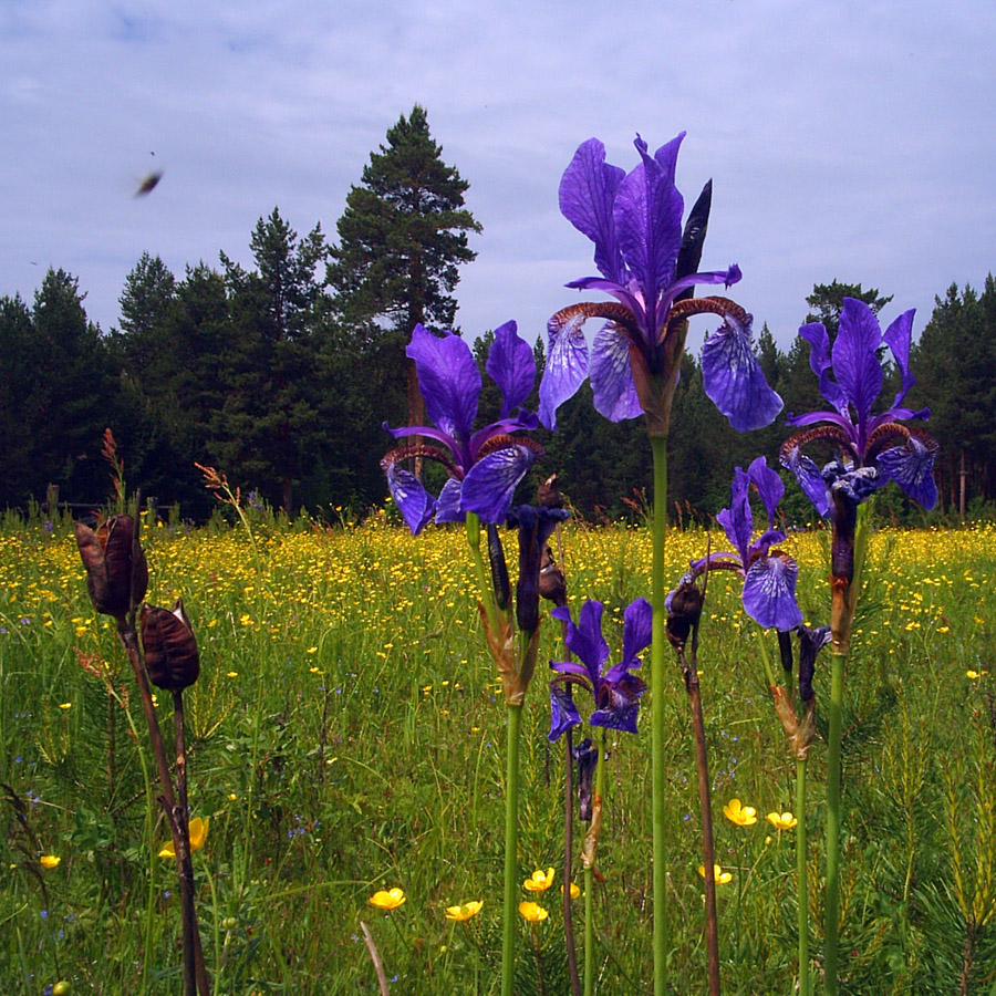 Изображение особи Iris sibirica.