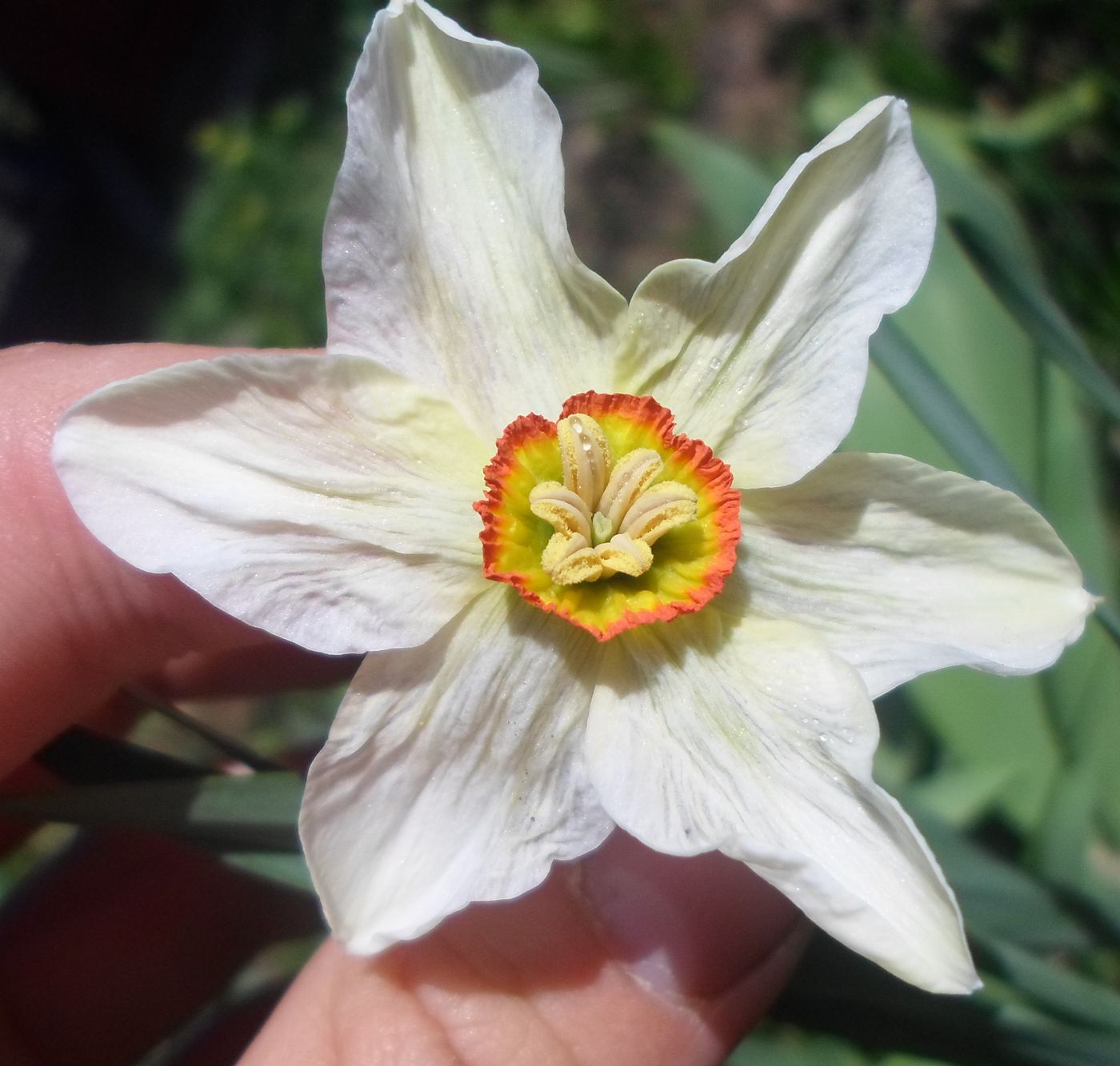 Image of Narcissus poeticus specimen.