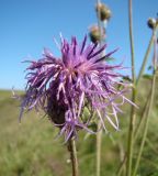 Centaurea scabiosa. Соцветие. Республика Мордовия, Большеберезниковский р-н, окр. с. Вейсэ, открытый склон с выходами мергелисто-меловых пород. 5 августа 2016 г.