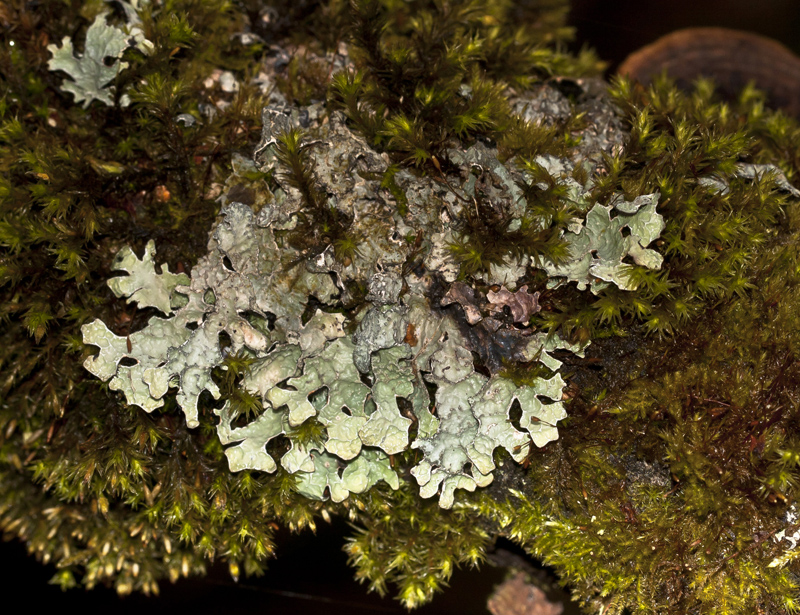 Image of Parmelia sulcata specimen.