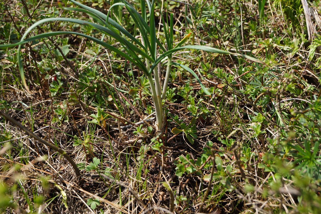 Image of Allium montanostepposum specimen.