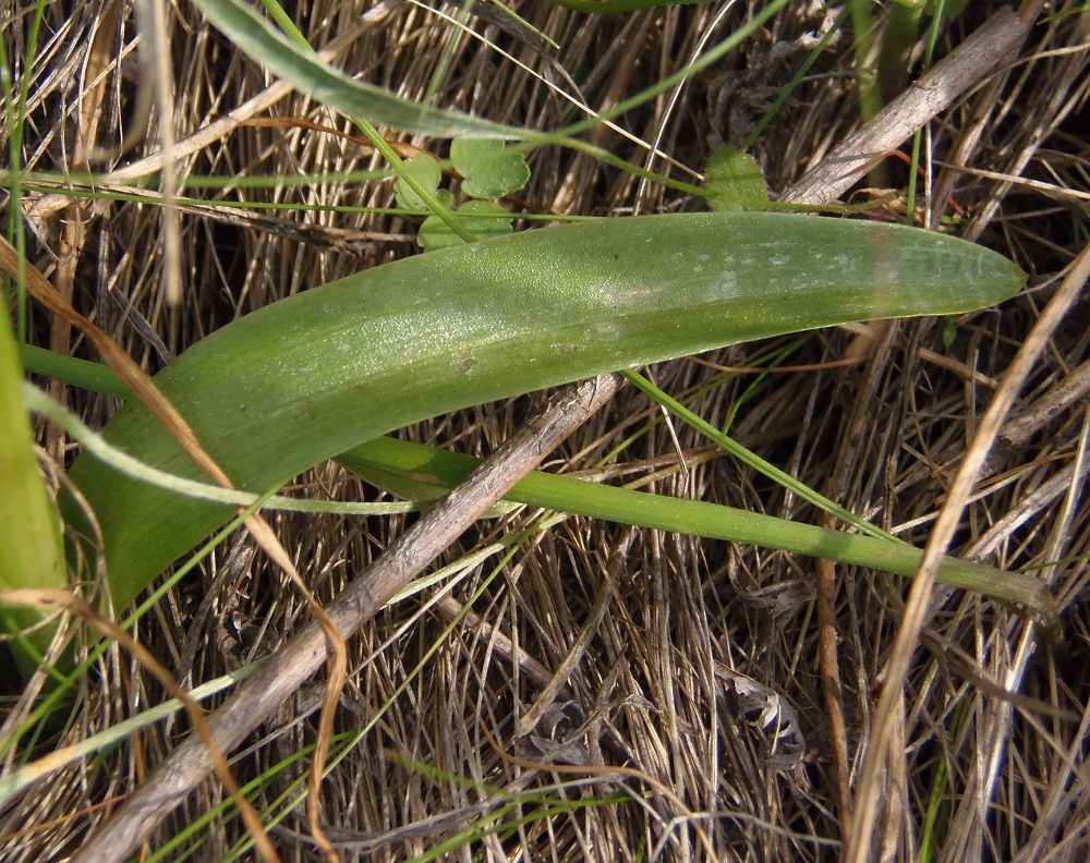 Image of Anacamptis morio ssp. caucasica specimen.