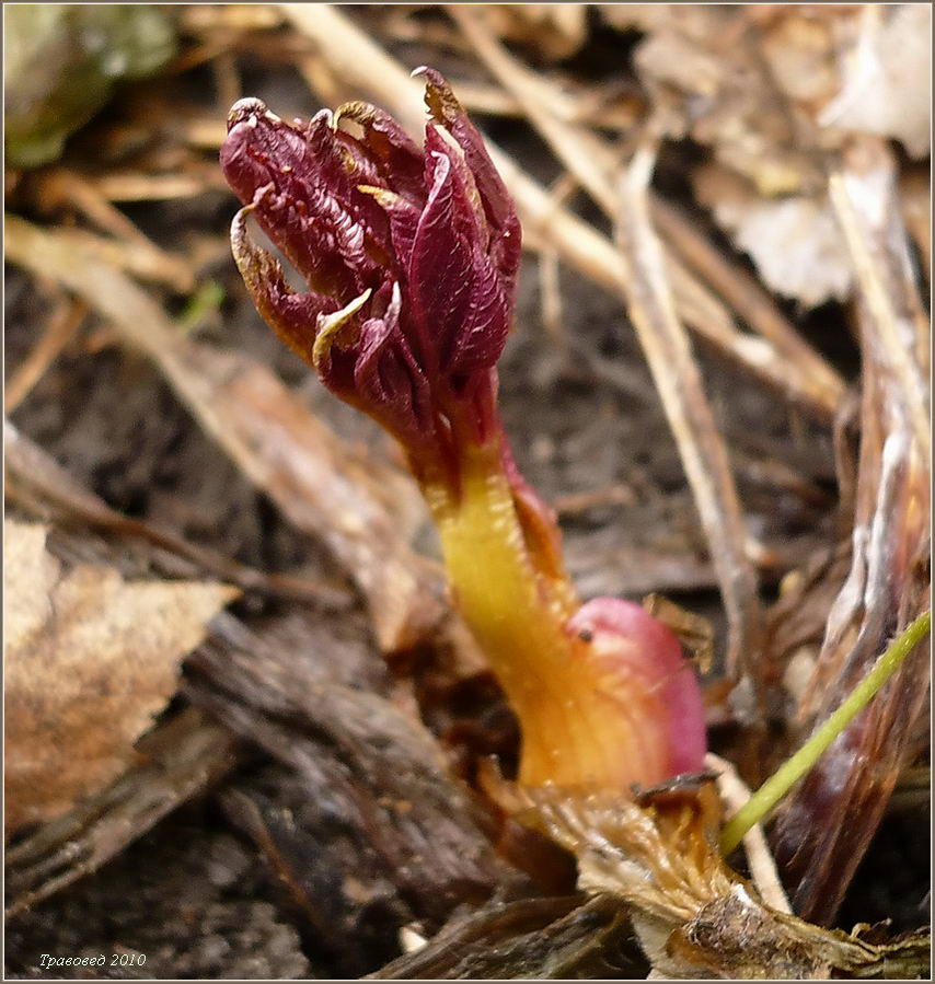 Изображение особи Angelica sylvestris.