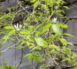 Magnolia acuminata. Часть кроны цветущего дерева. Санкт-Петербург, ботанический сад БИНа, в культуре. 08.06.2017.