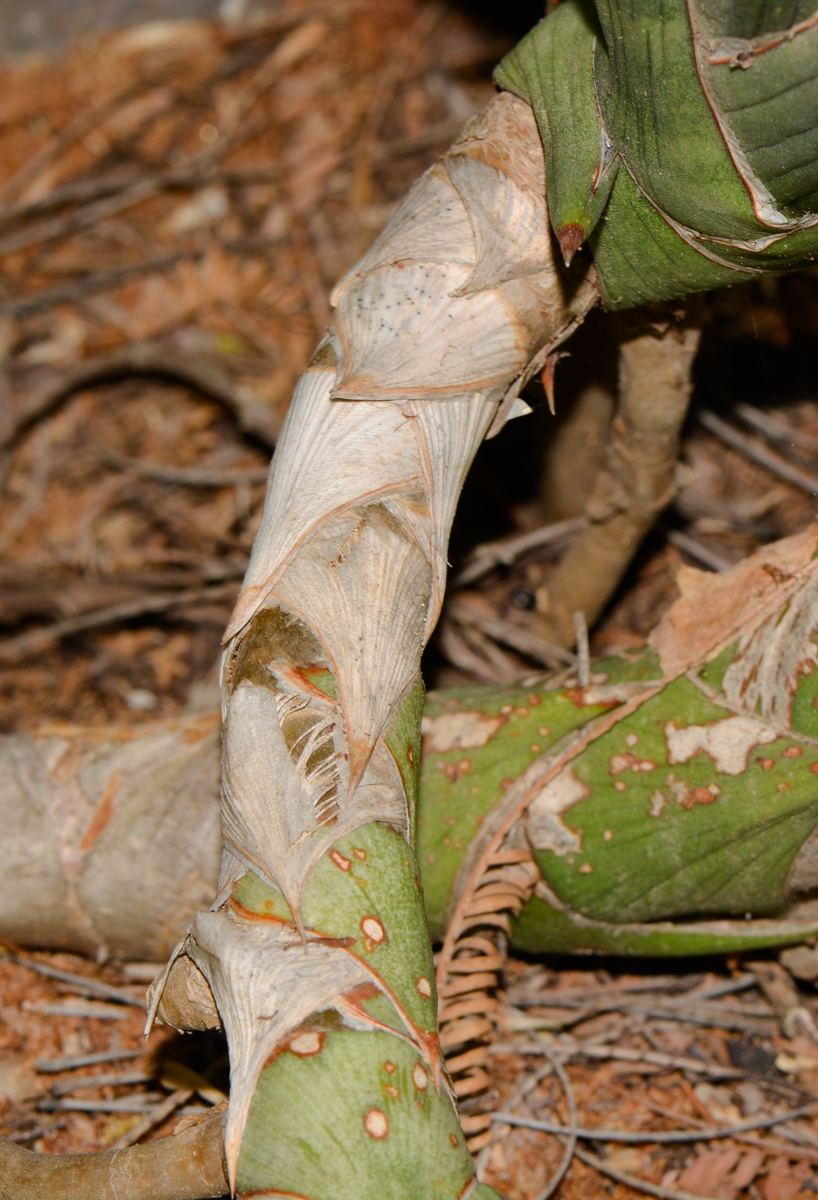 Image of Sansevieria cylindrica specimen.