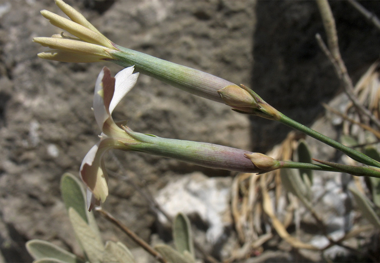 Изображение особи Dianthus xylorrhizus.