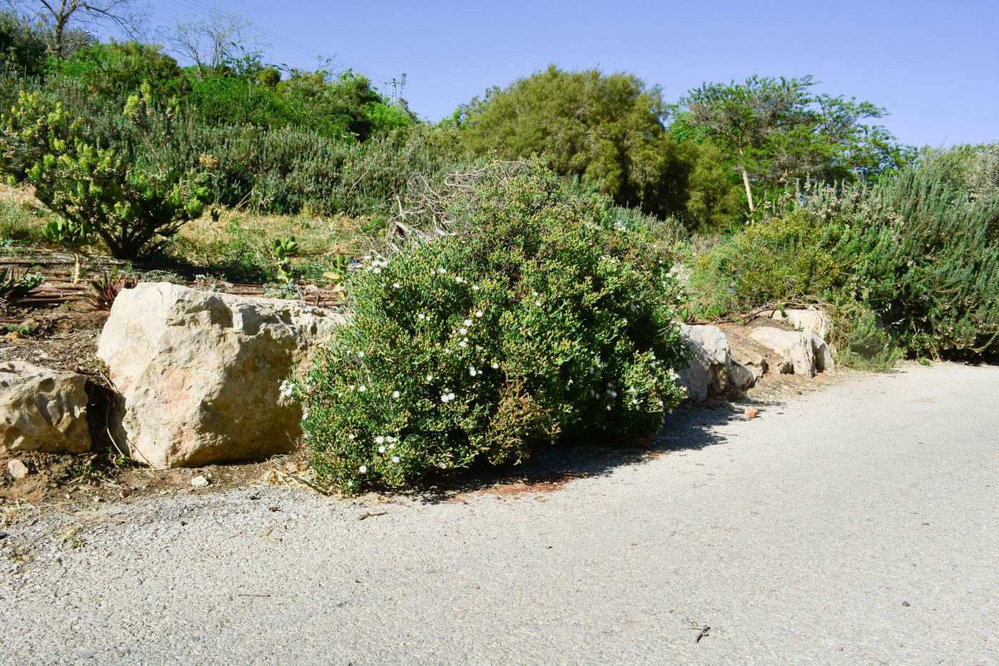 Image of Ruschia multiflora specimen.