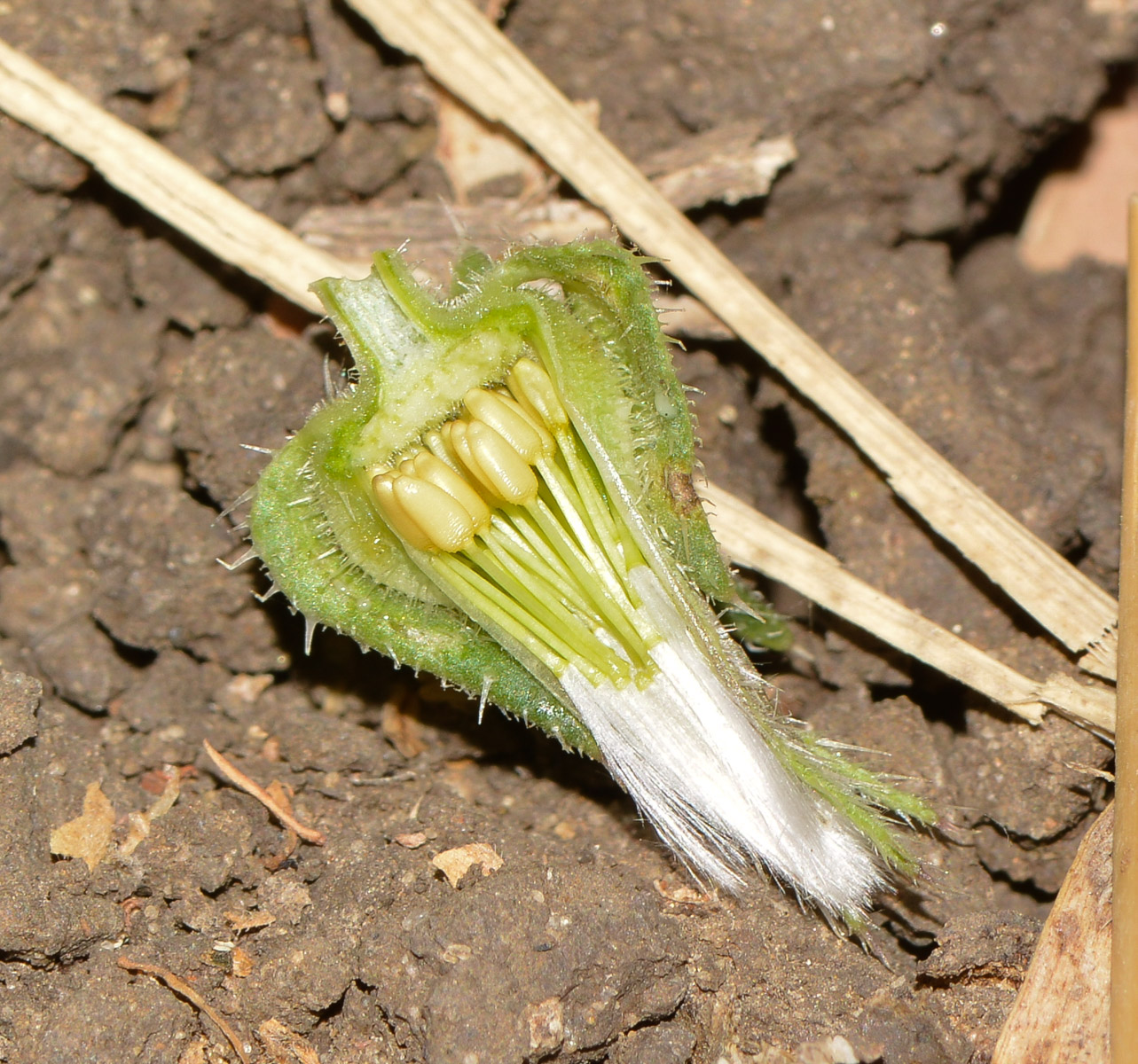 Image of Helminthotheca echioides specimen.