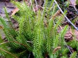 Lycopodium annotinum. Перезимовавшее растение с прошлогодними спороносными колосками. Чувашия, окр. г. Шумерля, лесной массив \"Торф\". 29 марта 2008 г.