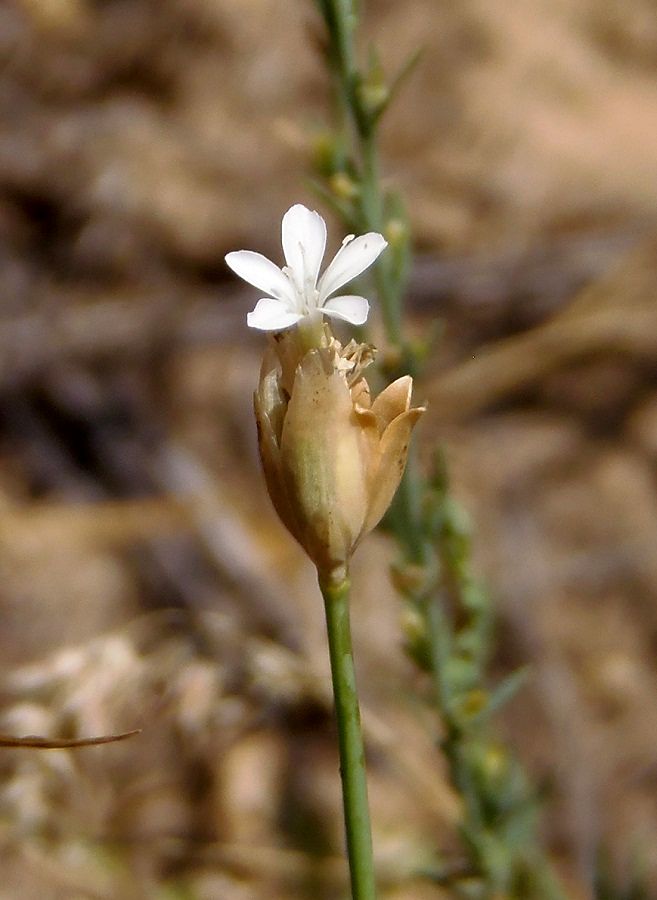 Image of Petrorhagia prolifera specimen.