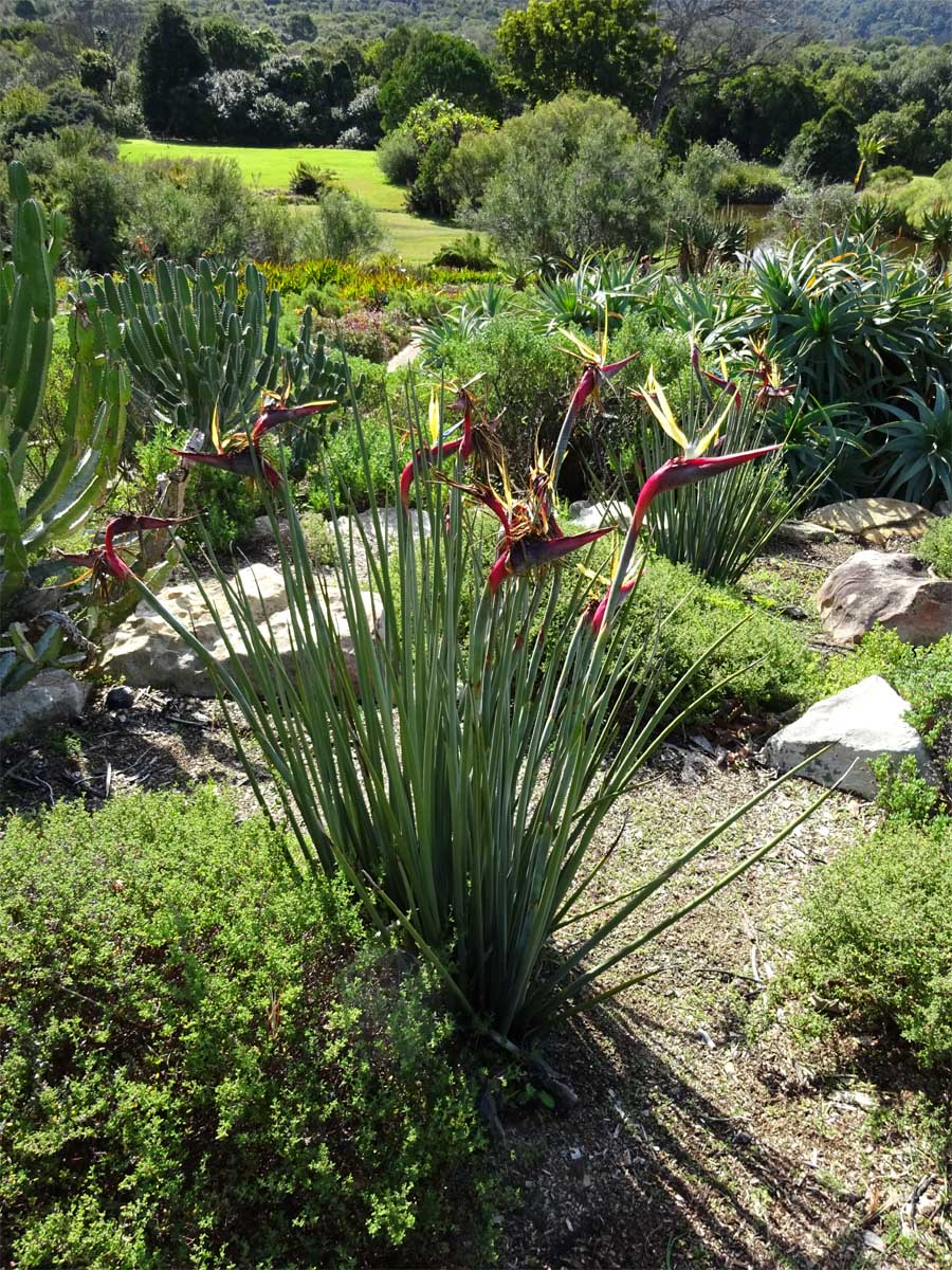 Изображение особи Strelitzia juncea.