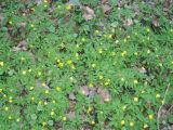 Anemone ranunculoides