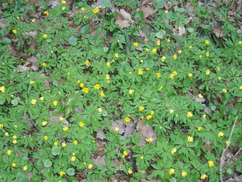 Image of Anemone ranunculoides specimen.