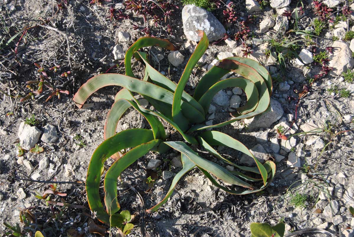 Image of Trachyandra falcata specimen.