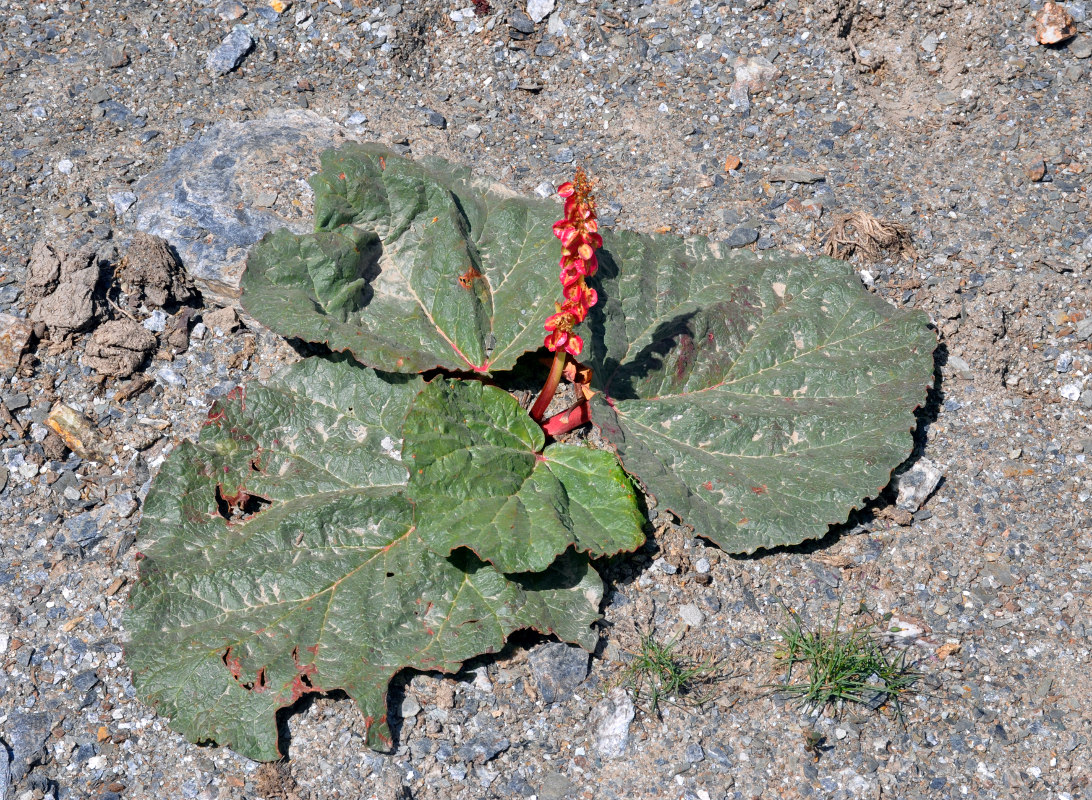 Image of Rheum fedtschenkoi specimen.