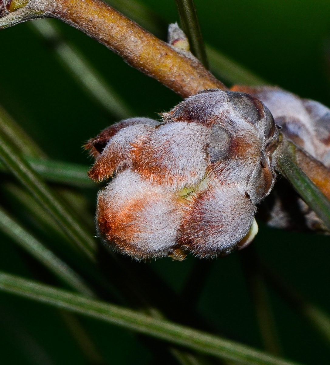 Image of Hakea scoparia specimen.