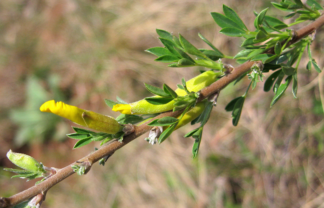 Image of Chamaecytisus ruthenicus specimen.