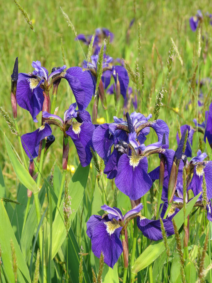 Изображение особи Iris setosa.