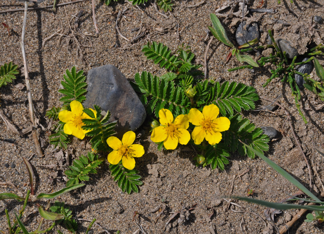 Image of Potentilla anserina specimen.