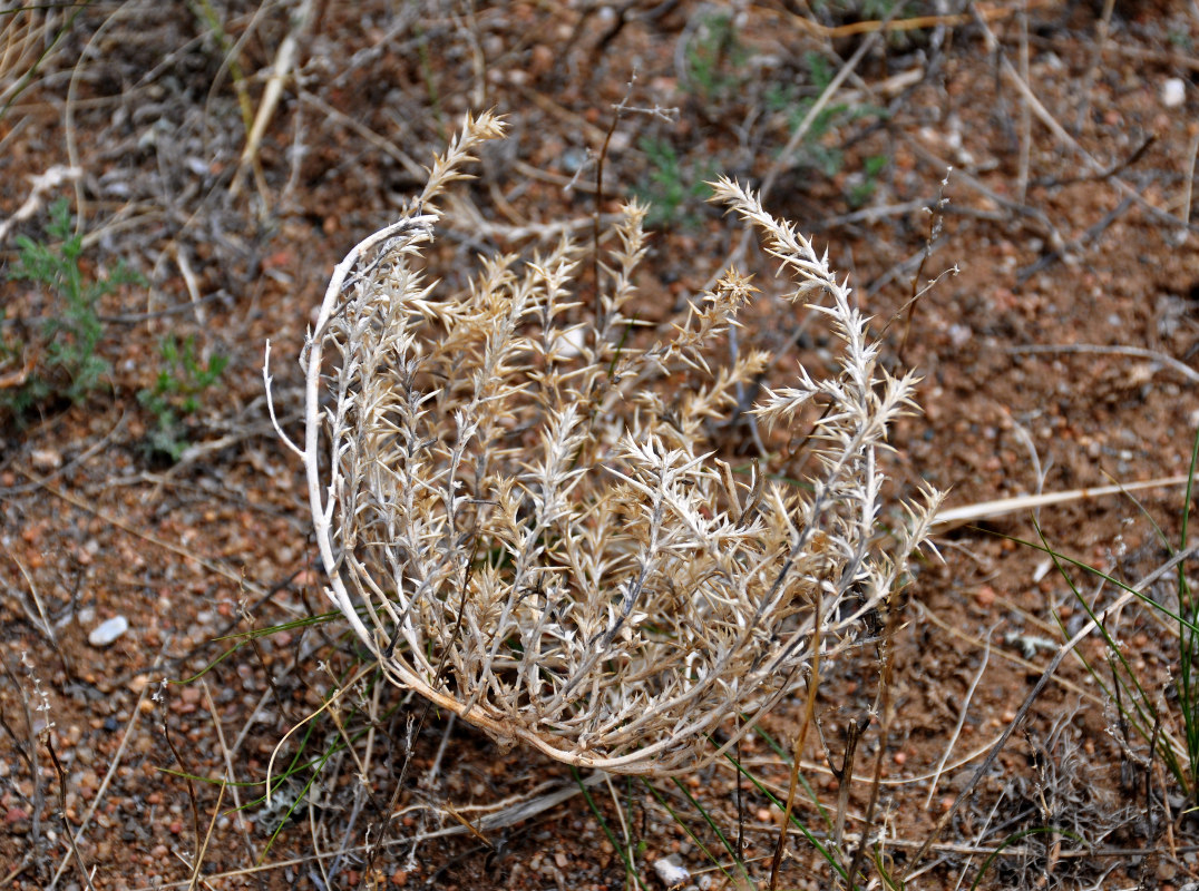 Image of genus Salsola specimen.