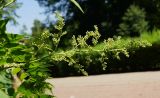 Sorbaria sorbifolia. Бутонизирующее соцветие. Восточный Казахстан, г. Усть-Каменогорск, парк Жастар, в культуре. 17.06.2017.