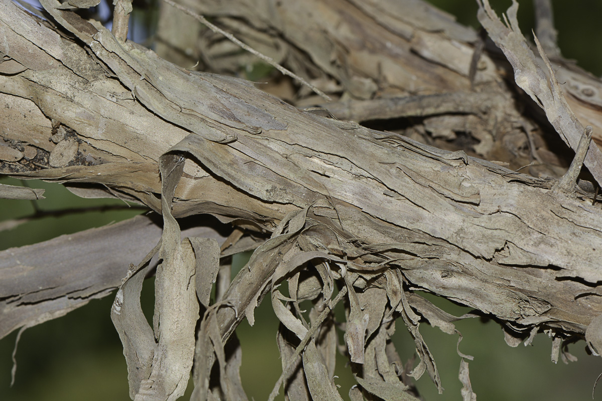 Image of Melaleuca elliptica specimen.